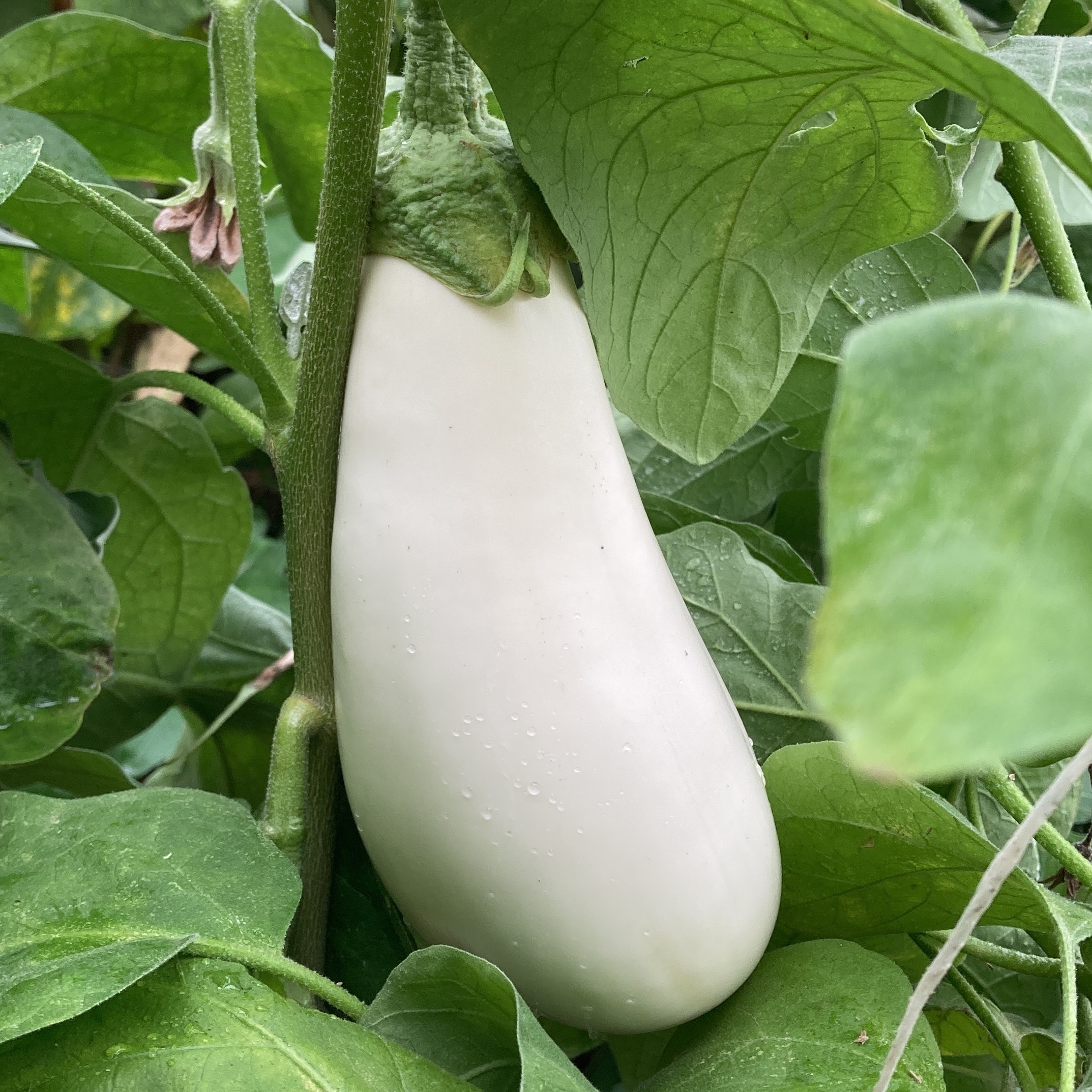 Aubergine blanche (1kg)