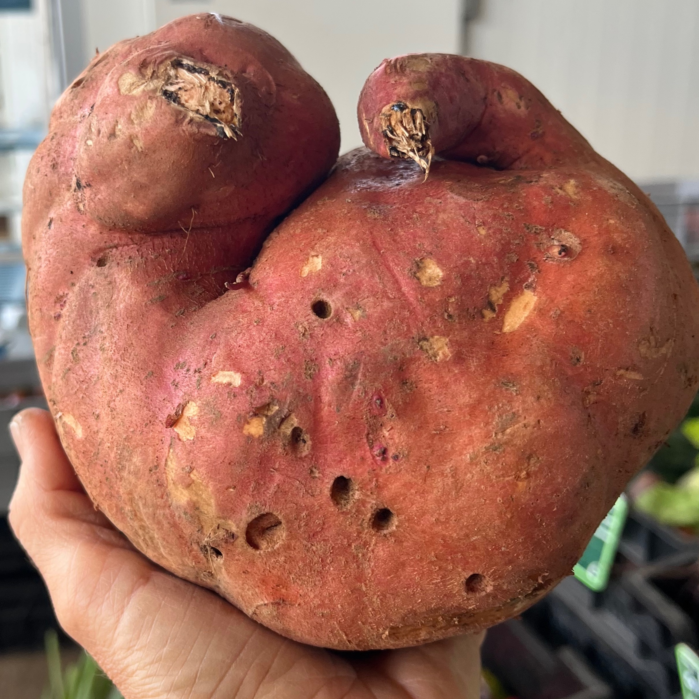 Patate douce Bio