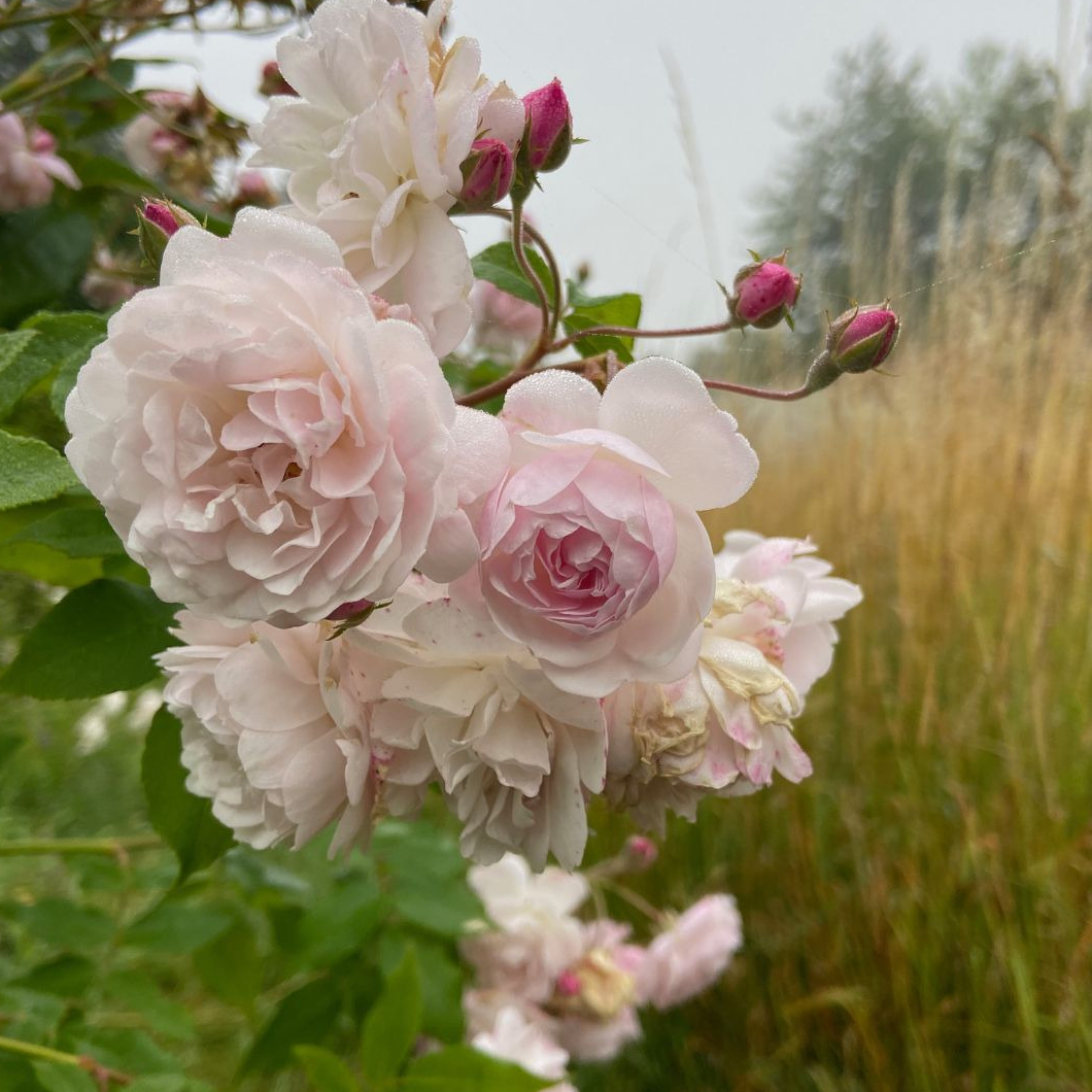 Glace d'infusion Rose