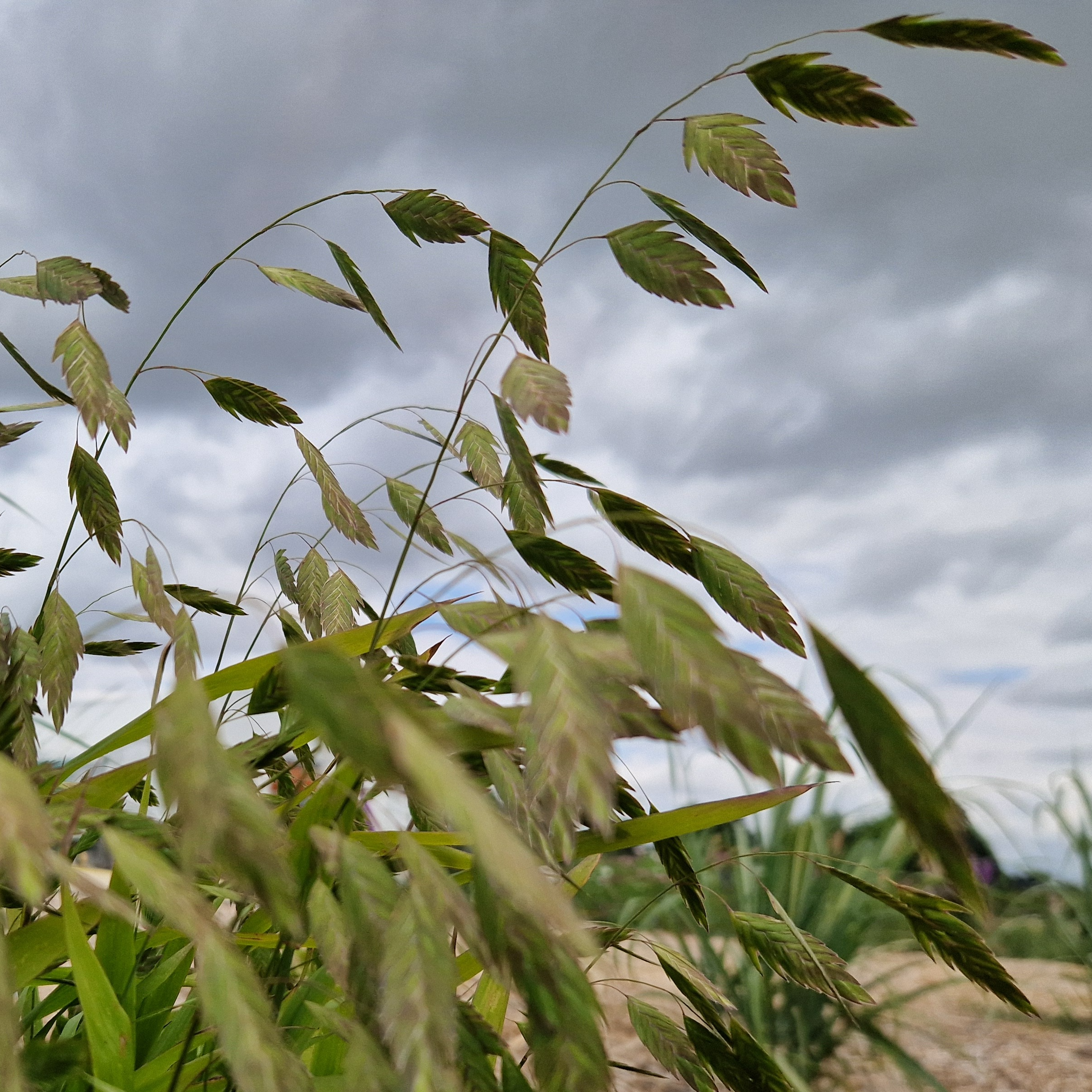 Chasmanthium Latiffolium