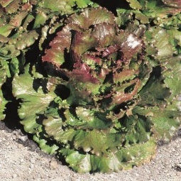 PLANT DE SALADE Batavia Rouge Magenta