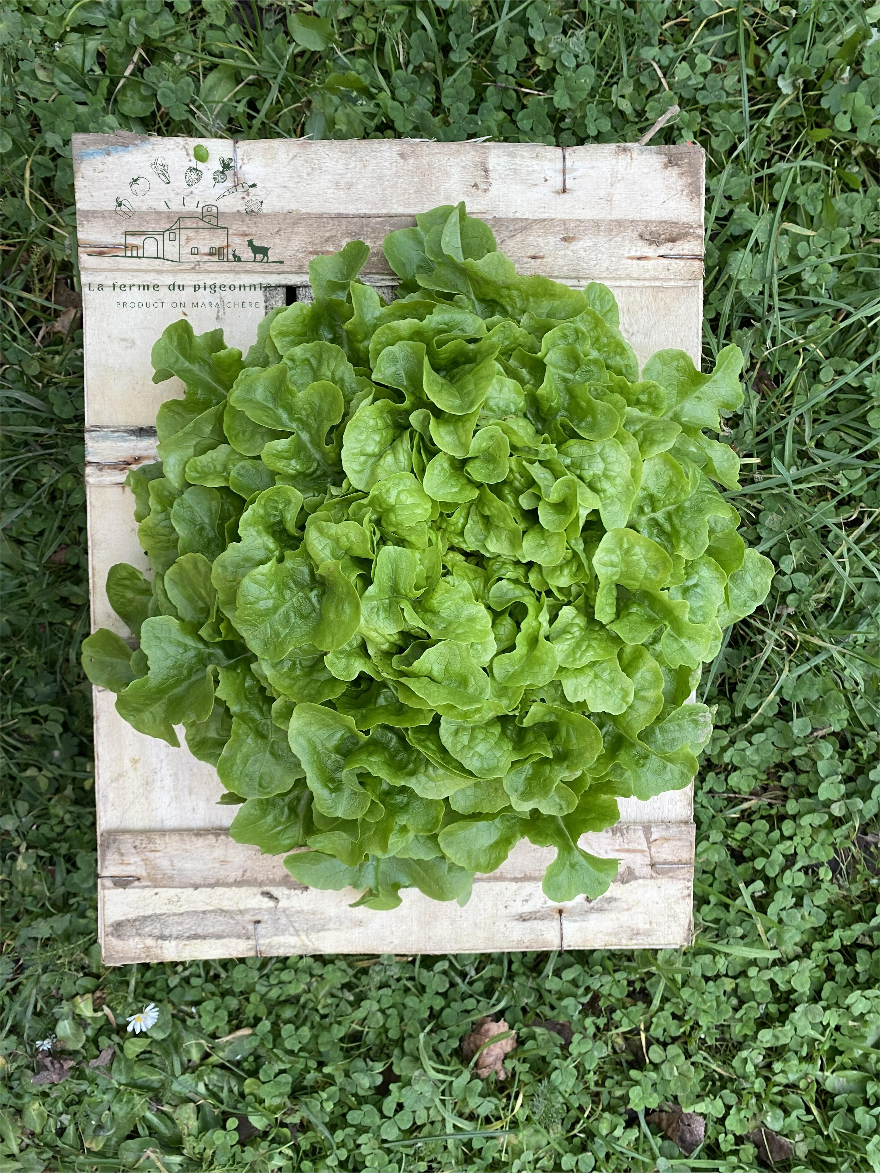 Feuille de chene verte