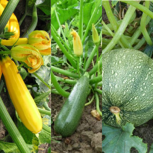 TRIO DE PLANTS  de Courgette