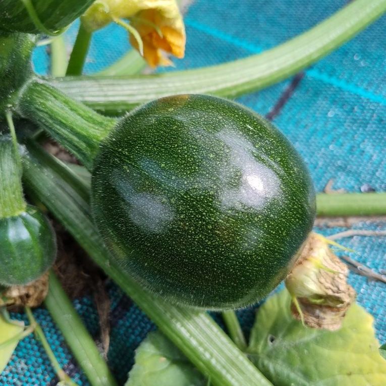 COURGETTE RONDE