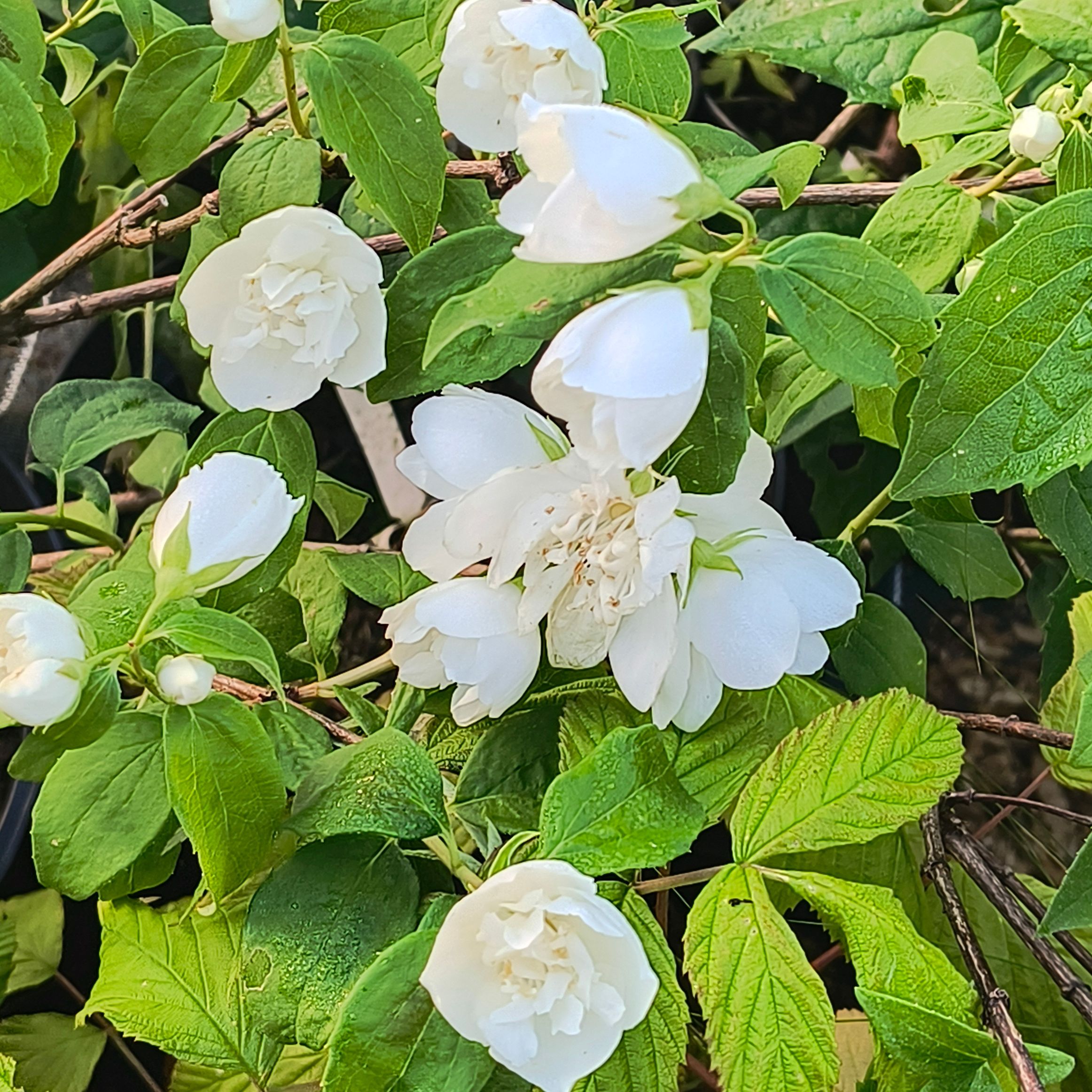 Seringat - Philadelphus virginal "Virginalis"