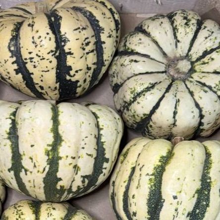 Courge Patidou - 400g