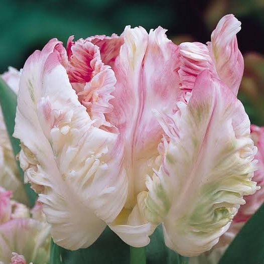 Tulipe Cabanna