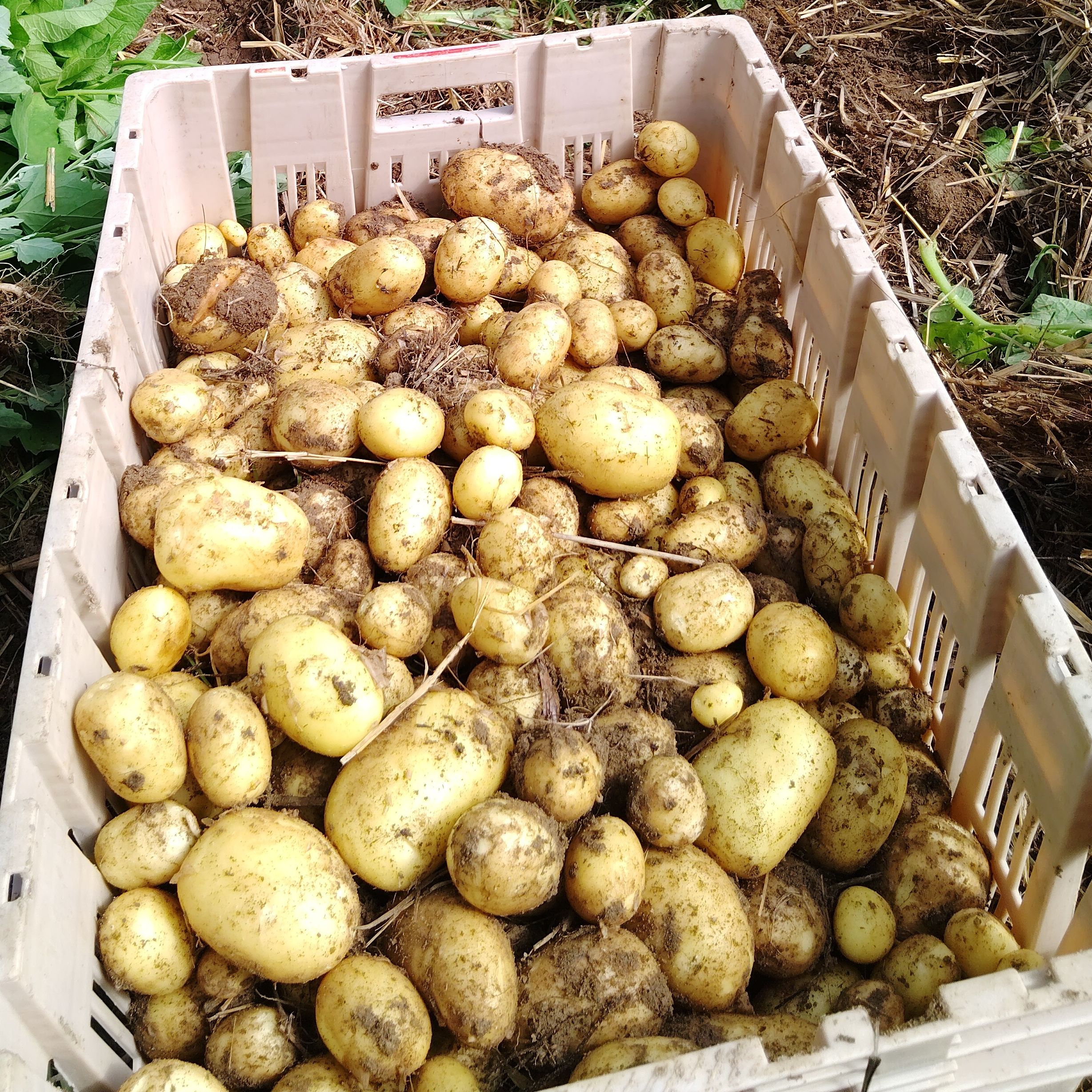 Nouvelle primeur