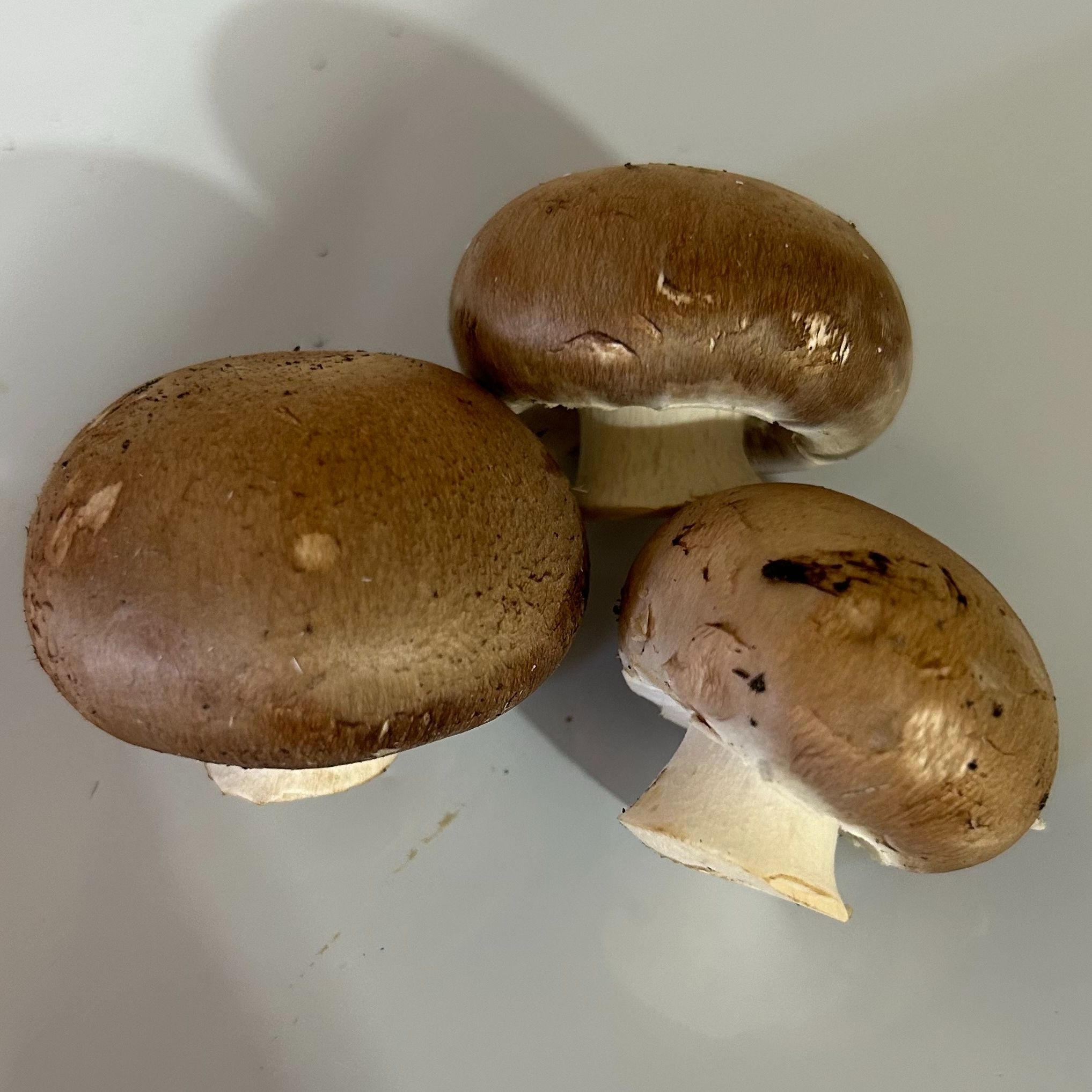 Champignon De Paris Petit Bruns