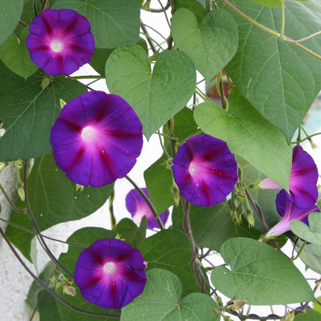 Ipomée tricolore en pot 10.5 cm