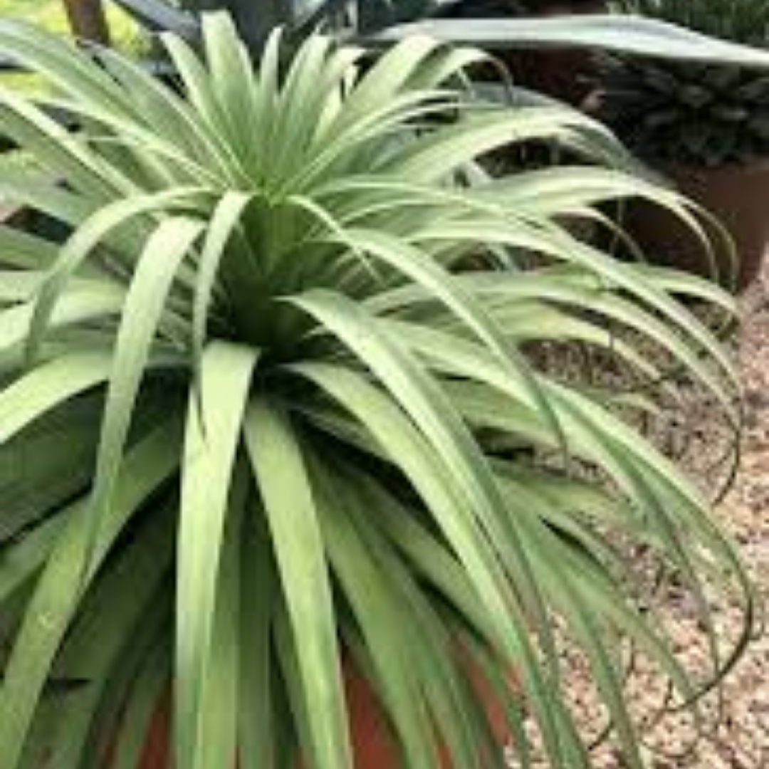 Agave Bracteosa