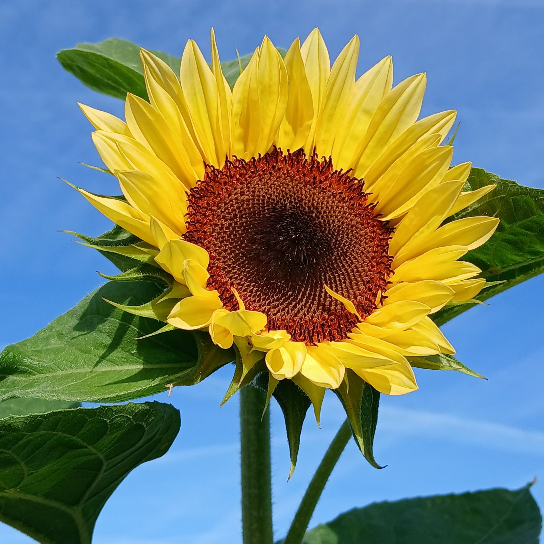 5 tournesols