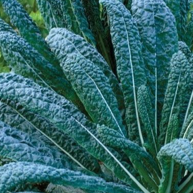 Chou kale Nero si toscana (une botte)