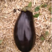Aubergines 1kg
