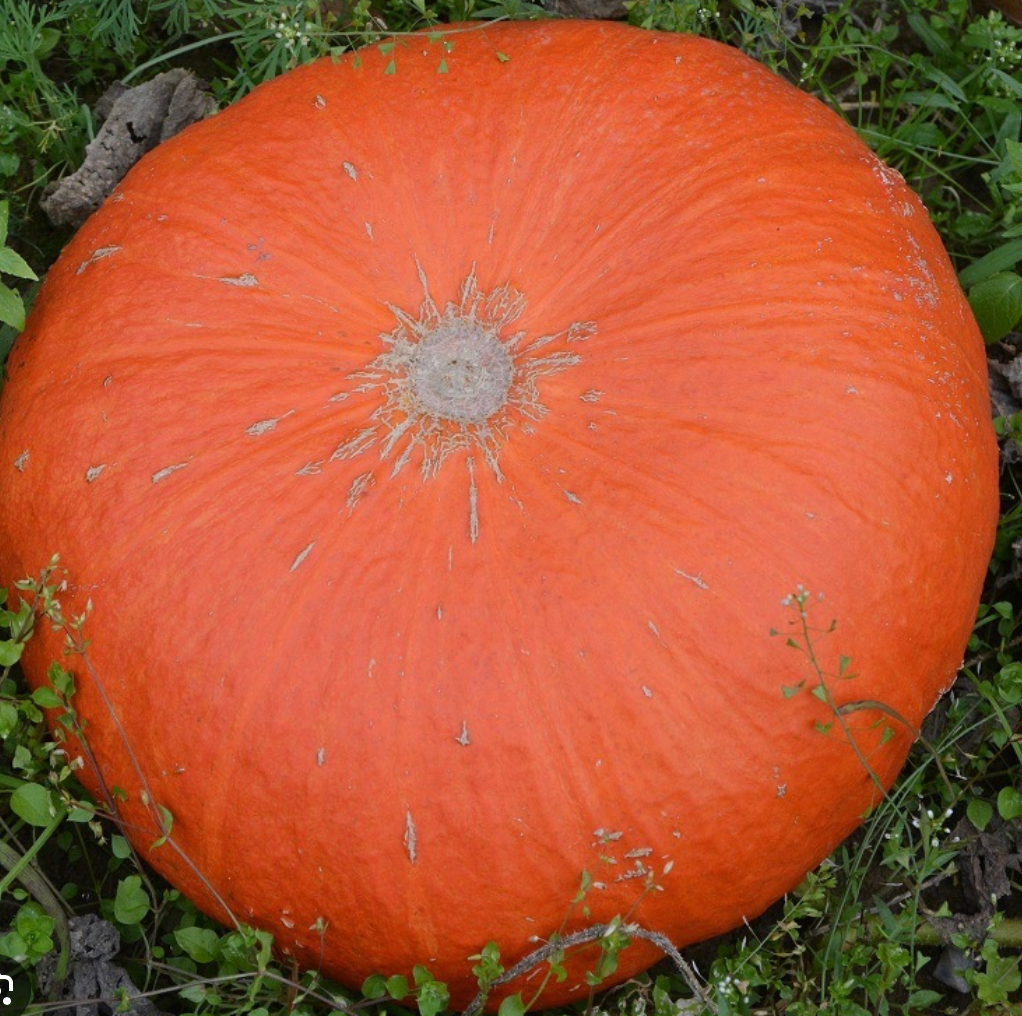 Courge Potiron rouge vif d'Etampes Entière - 5kg