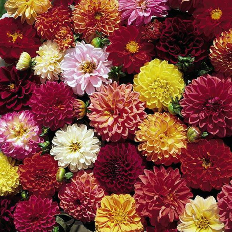 Plants fleurs- Dahlia double extreme
