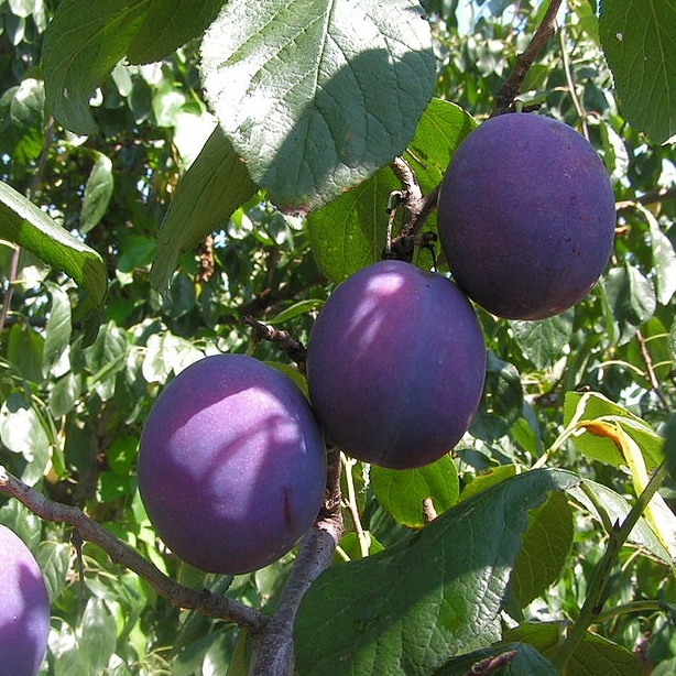 Prunier 'Saint Leonard' / Myrobolan Racines nues / 1m