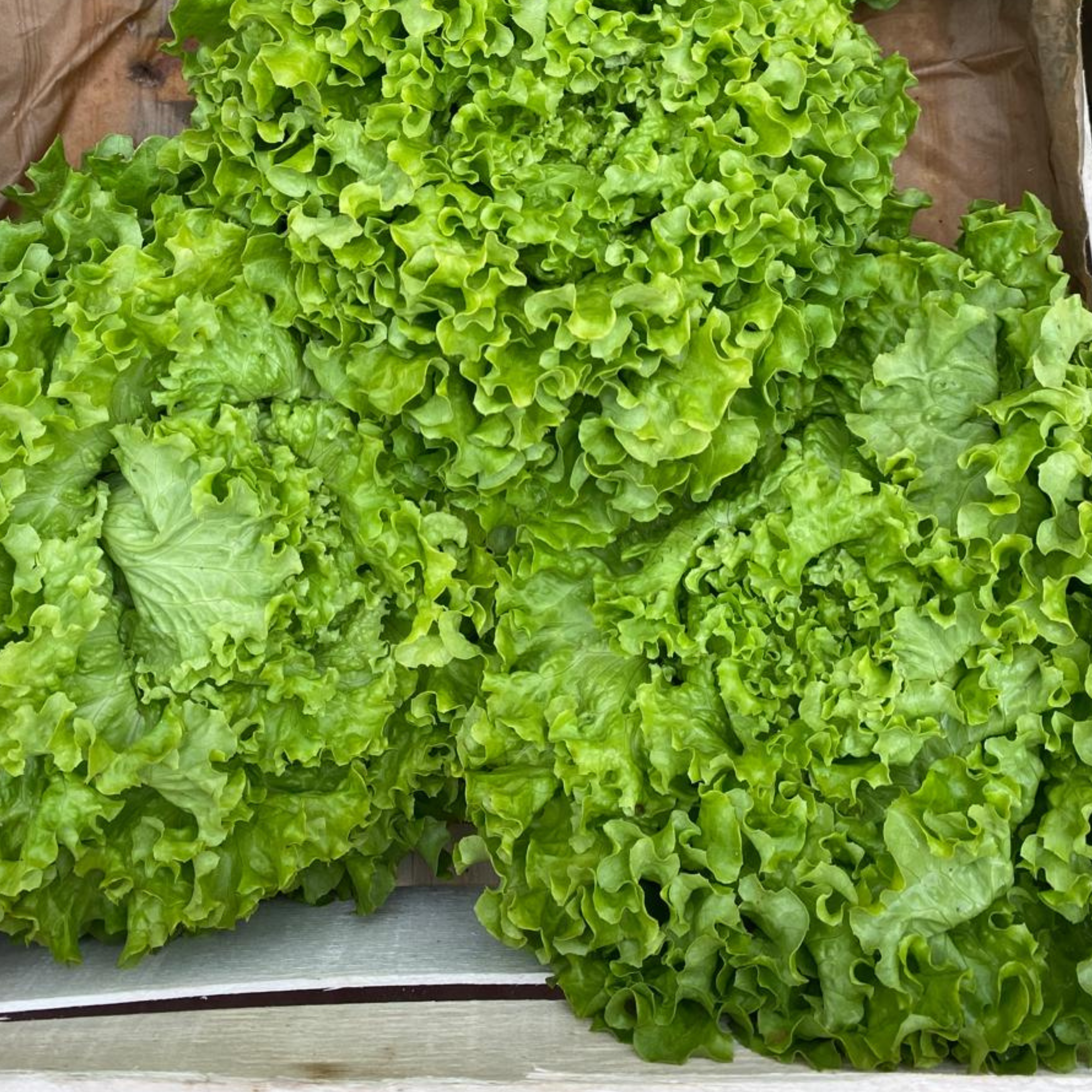 Salade Batavia