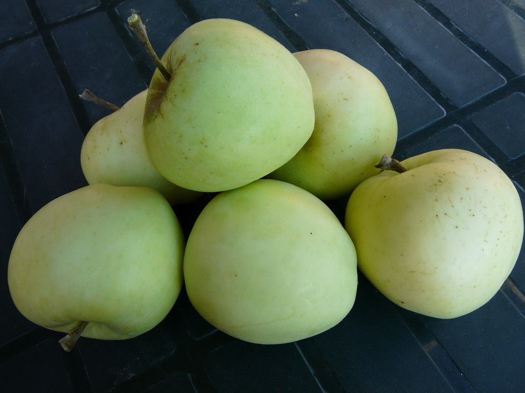 Pommier - Malus domestica "Transparente Blanche"