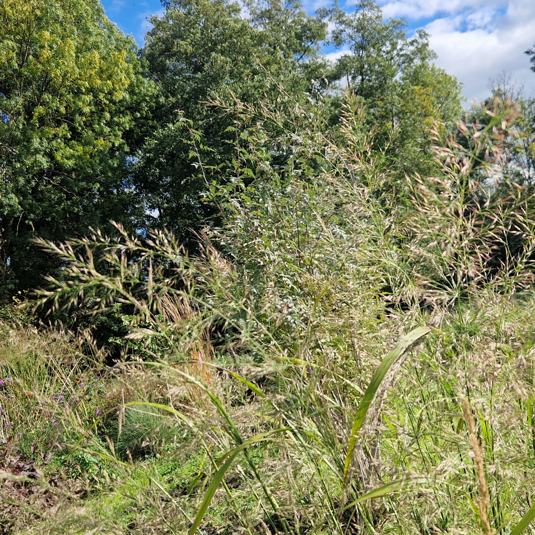 Calamagrostis effusiflora