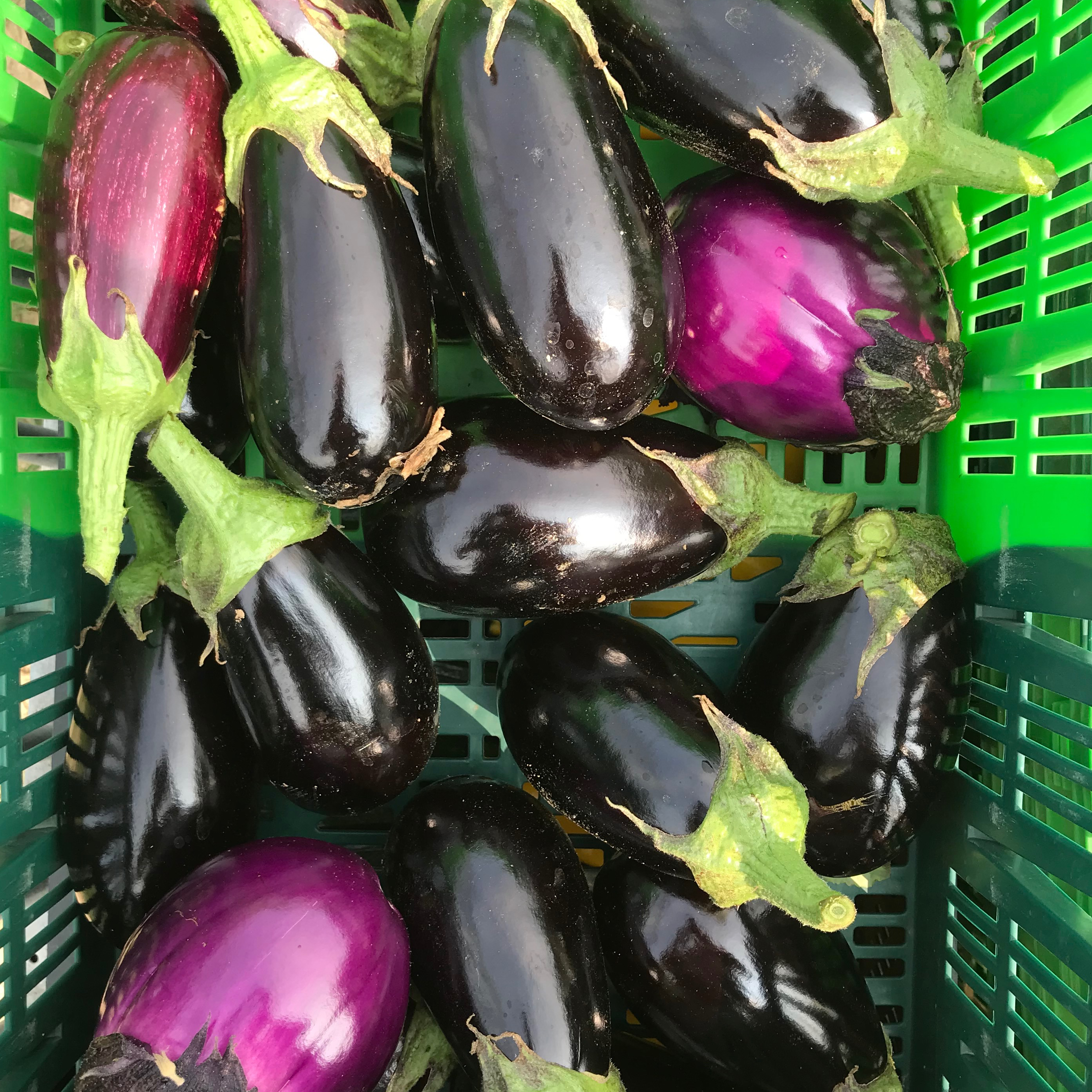 Aubergine