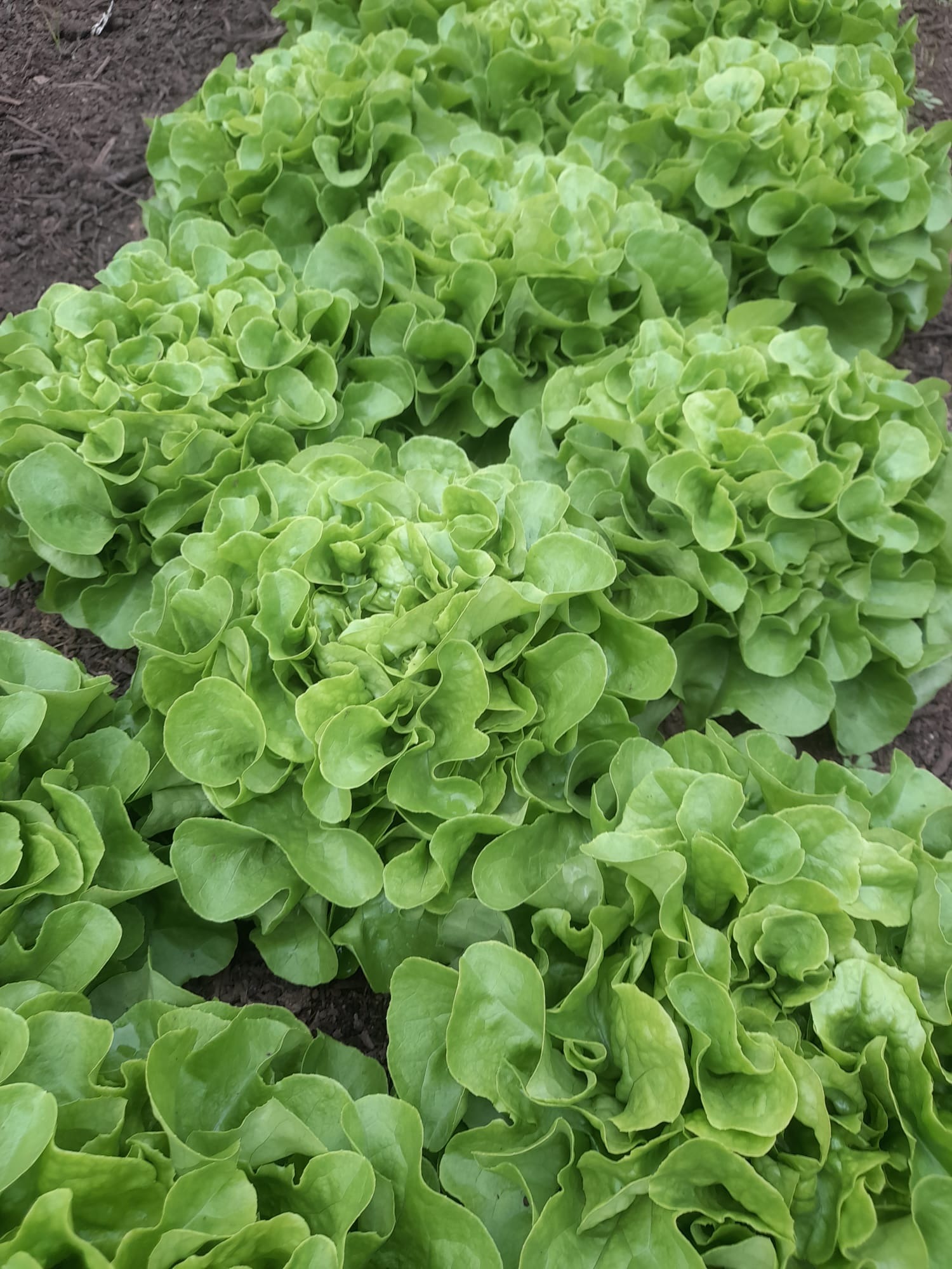 Salade