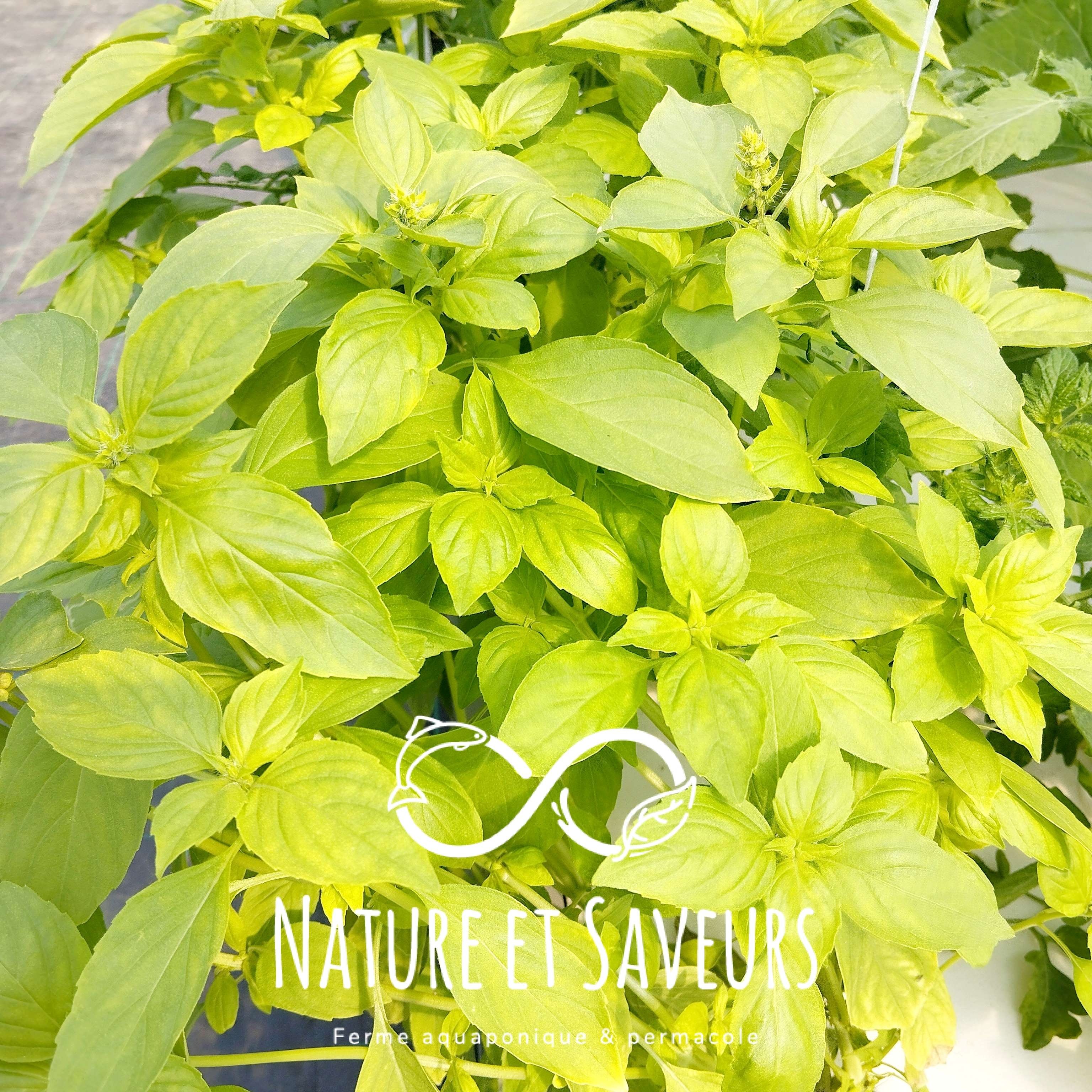 Basilic citron — Bouquet frais - 100g