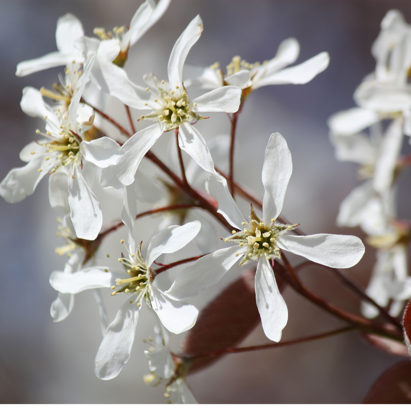 Amelanchier Prince William - 3l