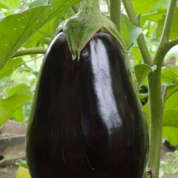 Aubergines / Kg