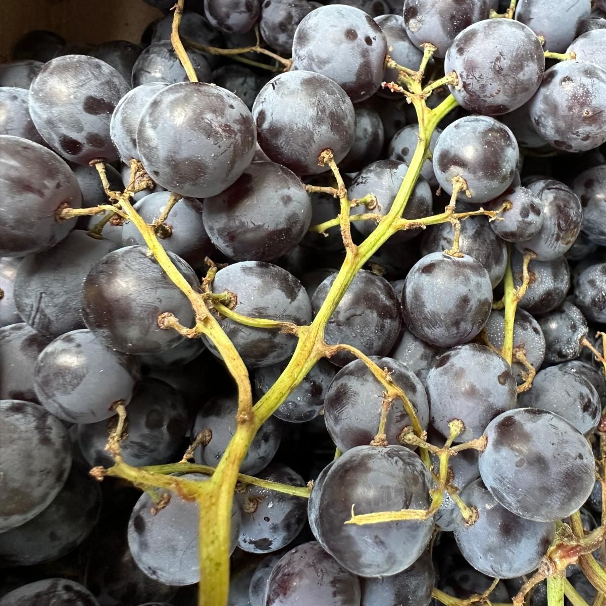 Raisin noir Muscat de Hambourg - 400g