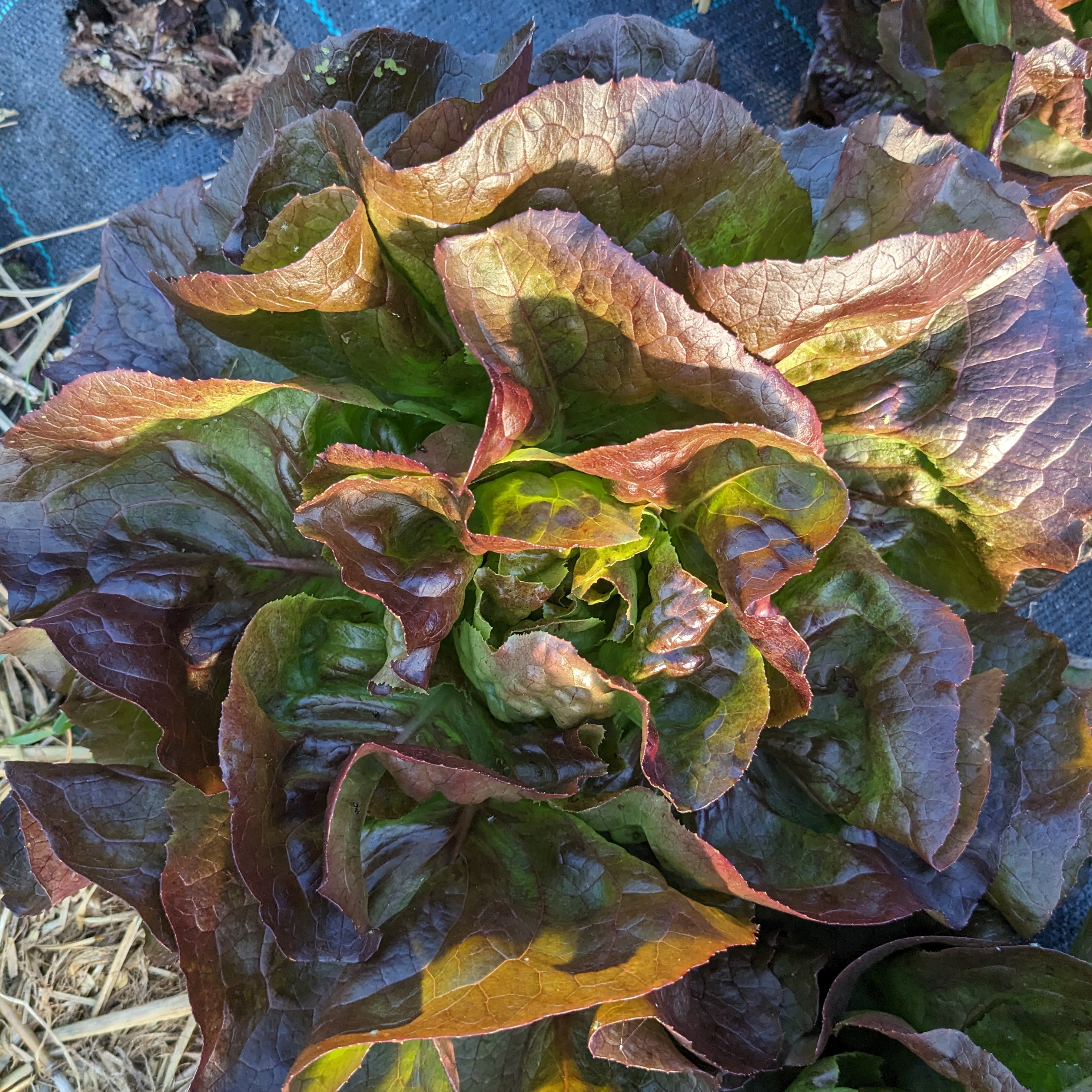 Salade Laitue rouge