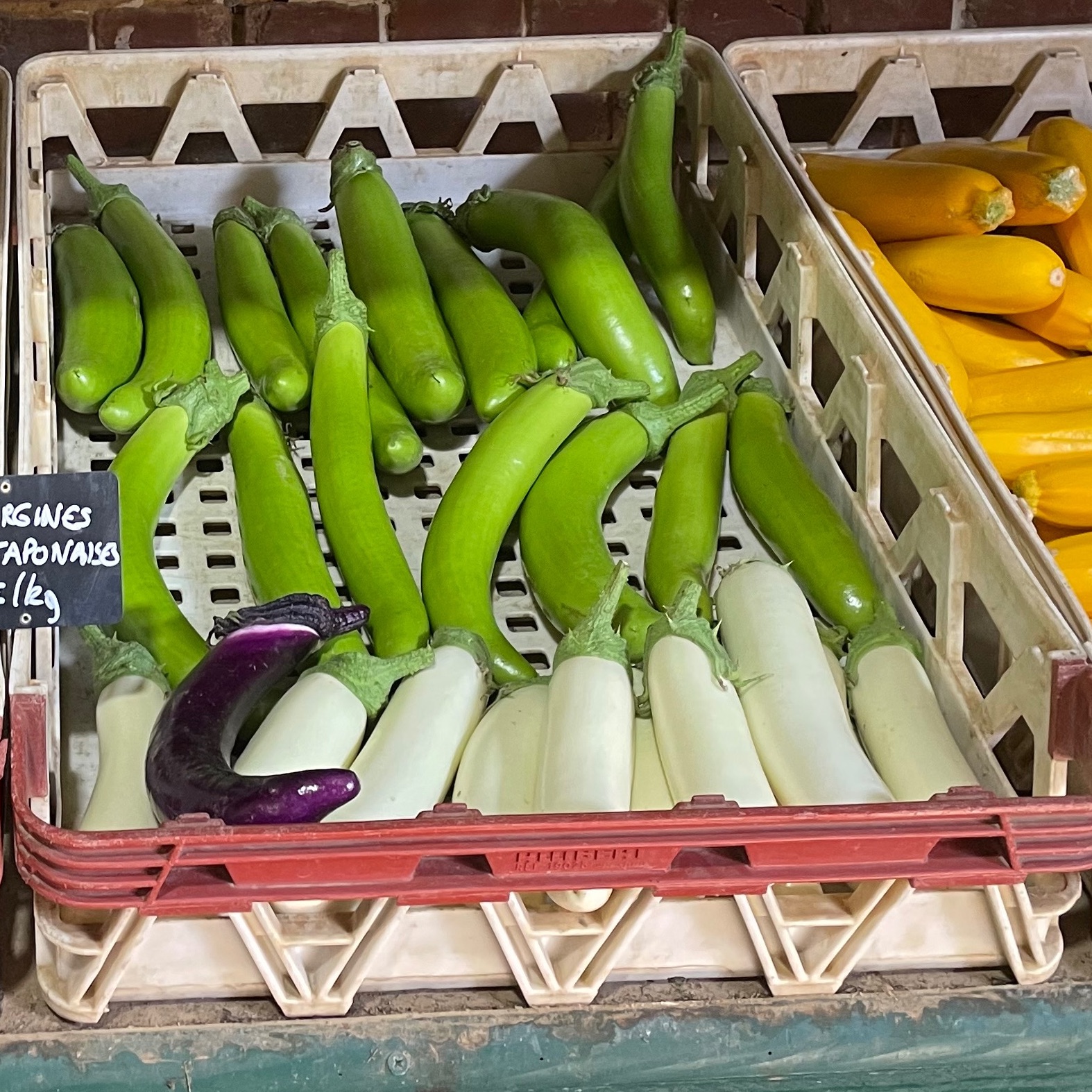 Aubergines japonaises