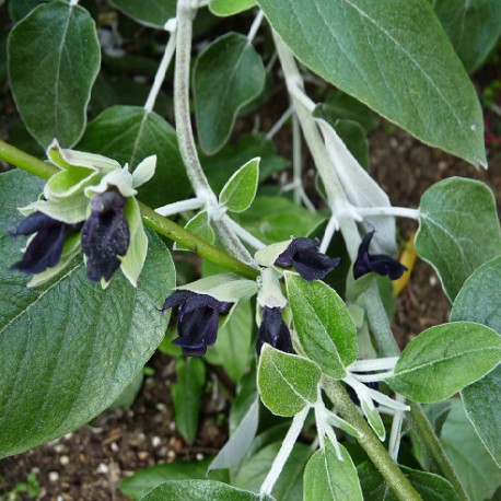 SAUGE CASSIS