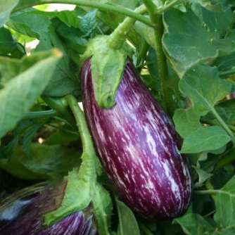 Plant d'aubergine Listada de candia
