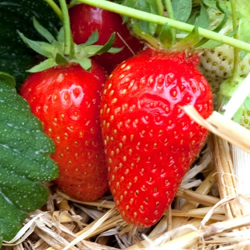 Plant Fraisier remontant Cigaline - 220g