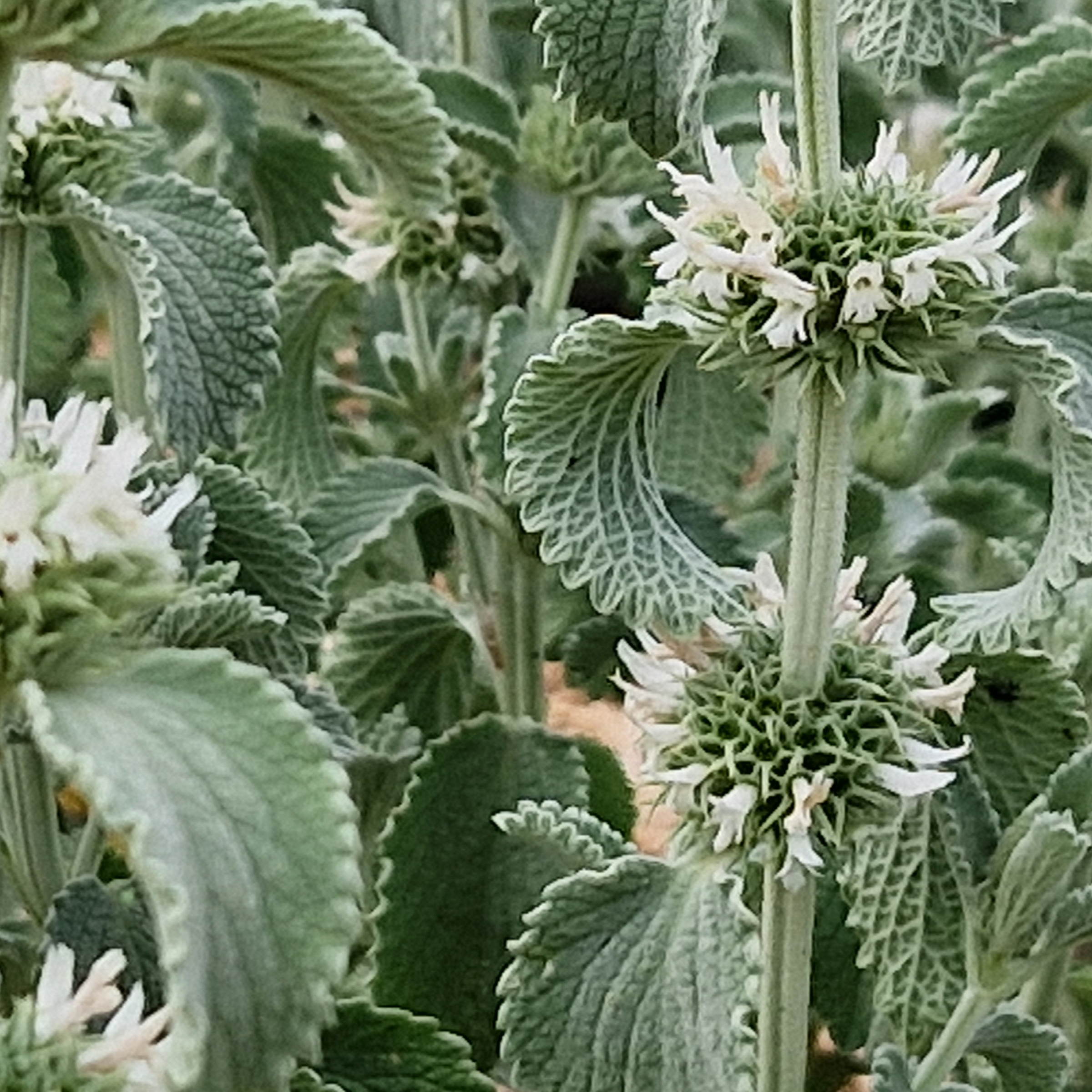 Marrubium cylleneum velvetisimum