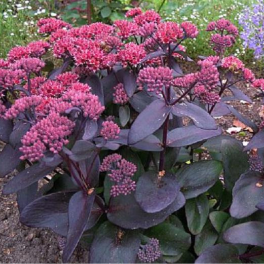 Sedum pourpre - pot 1L