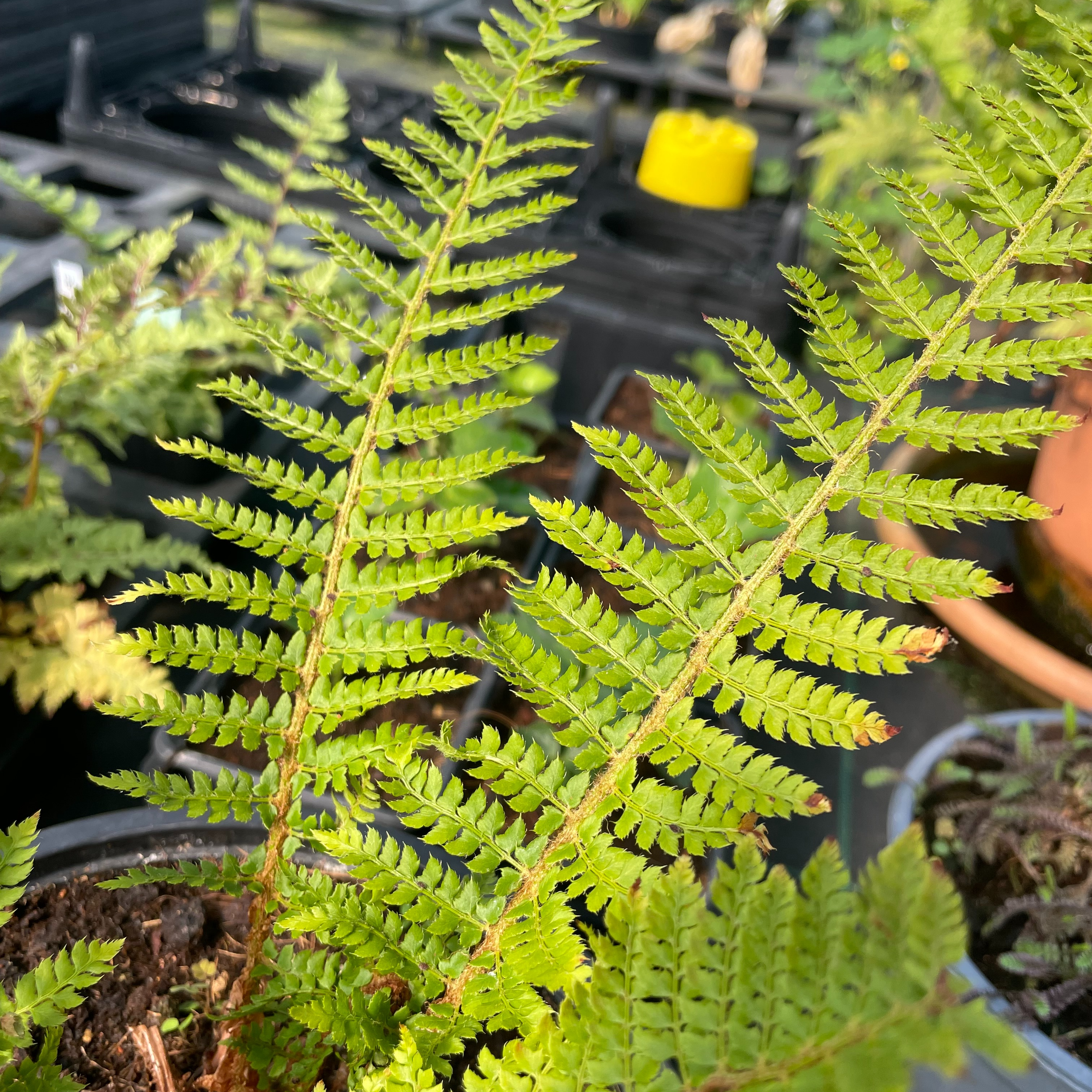 Polystichum setiferum