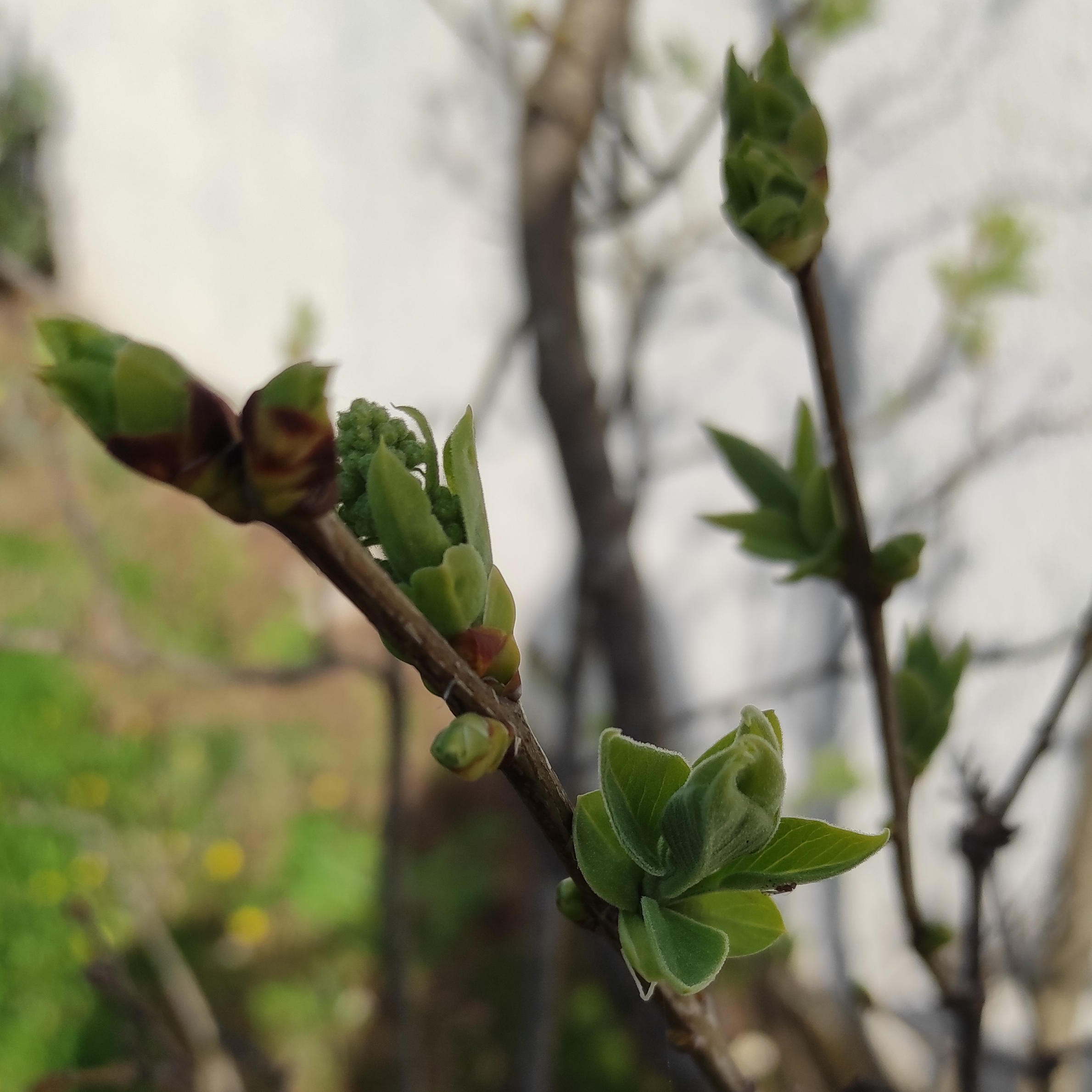 Gemmothérapie Lilas - 30ml