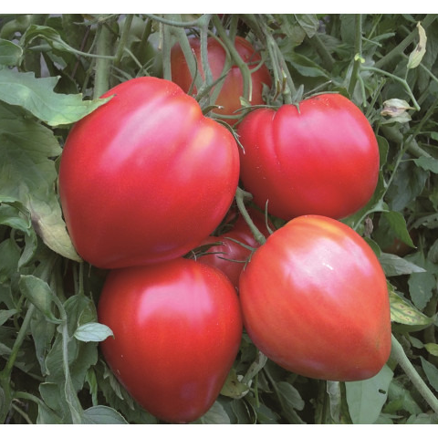 Plant de Tomate Cœur de Bœuf