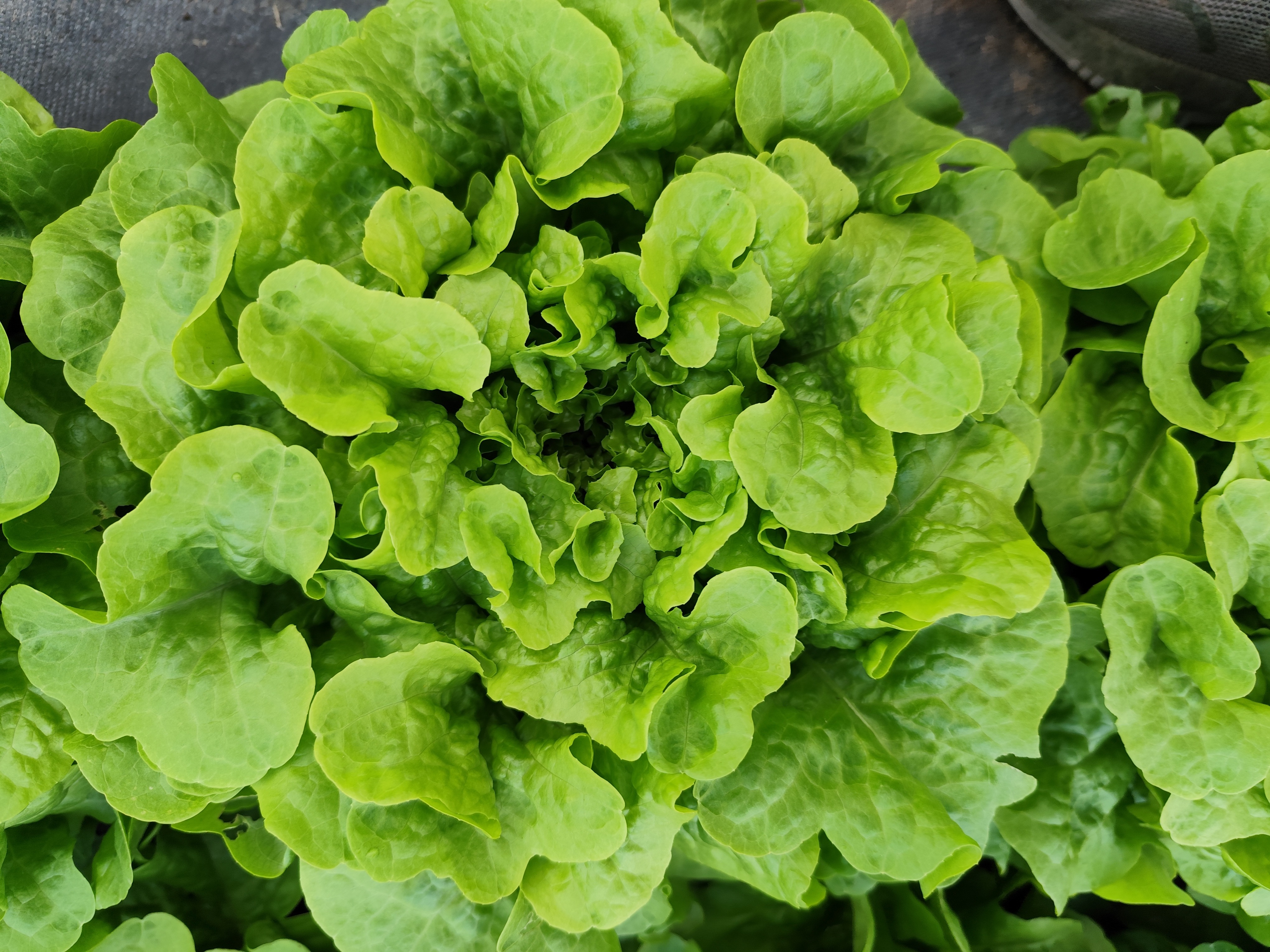 Salade  feuille de chêne verte 1 PIECE