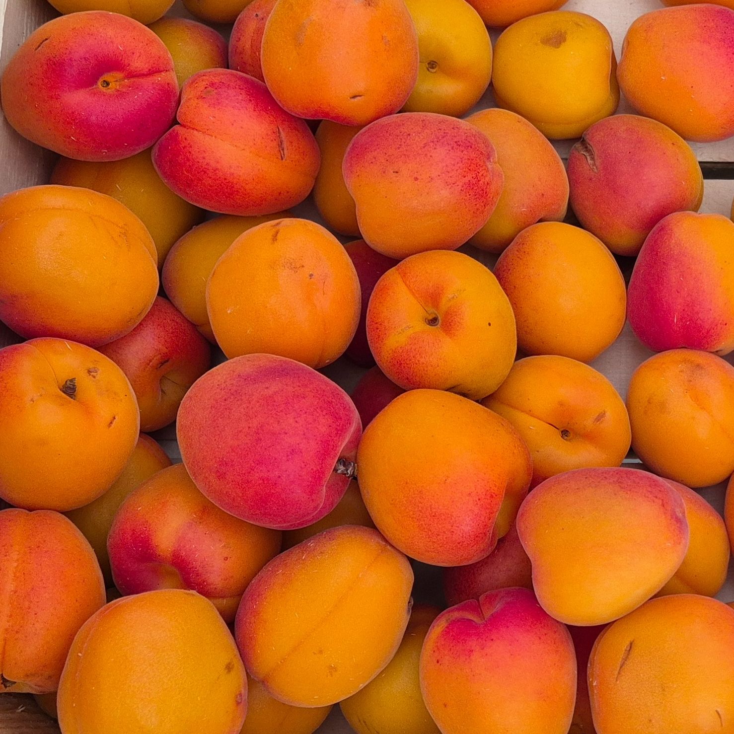 ABRICOT DU ROUSSILLON - 1kg