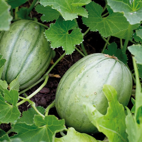 Plant Melon Charentais - 150g