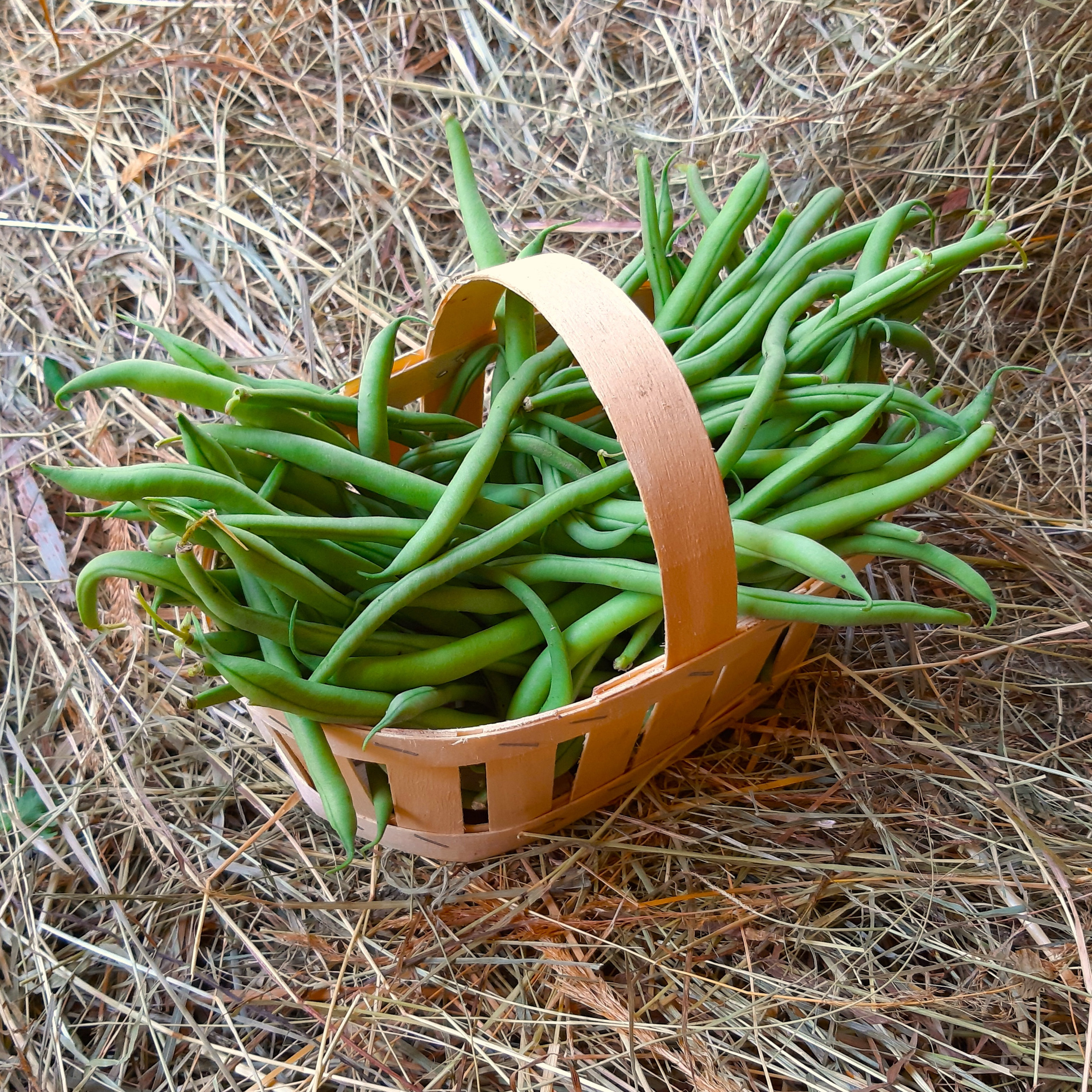 Haricots verts