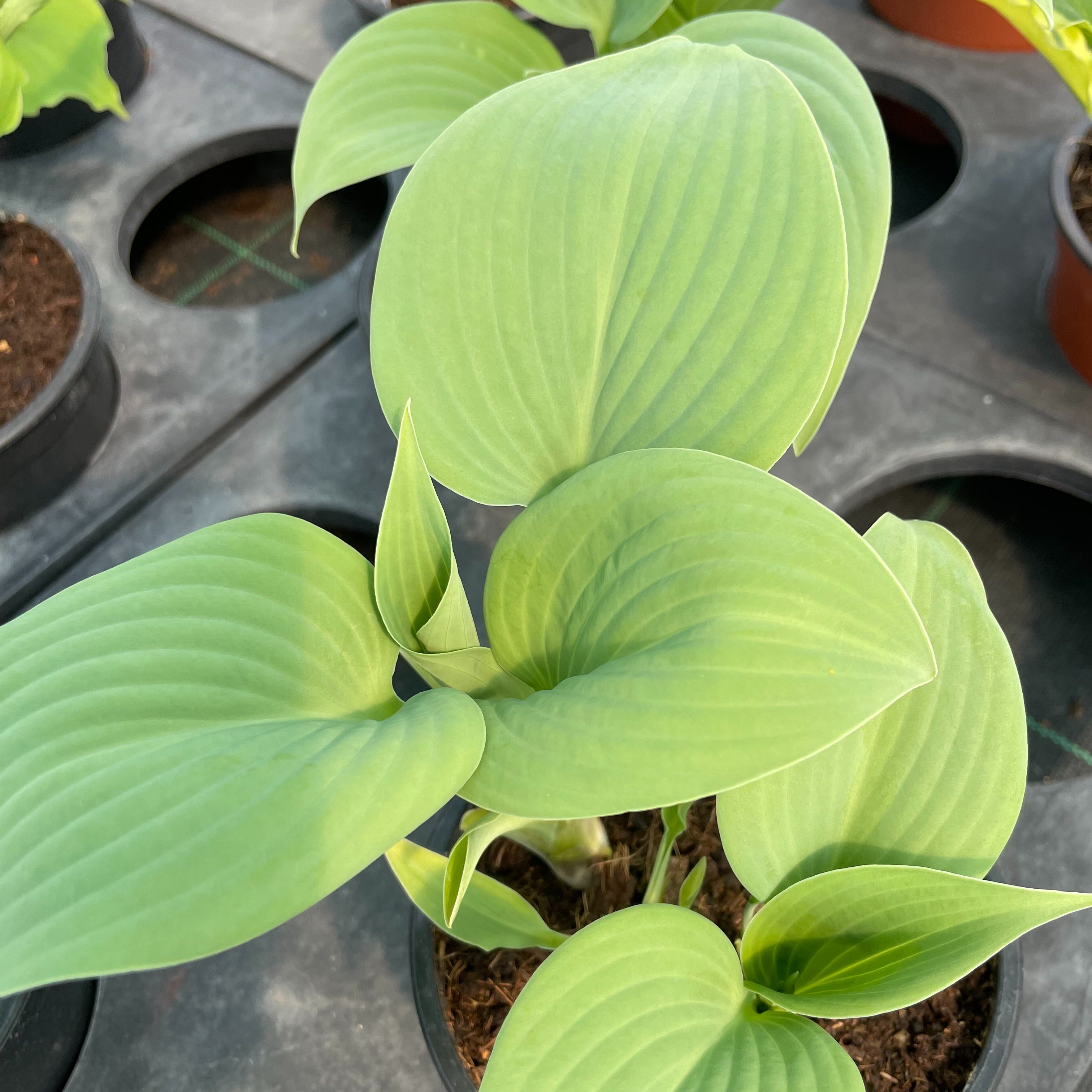 Hosta 'Fragrant Blue'