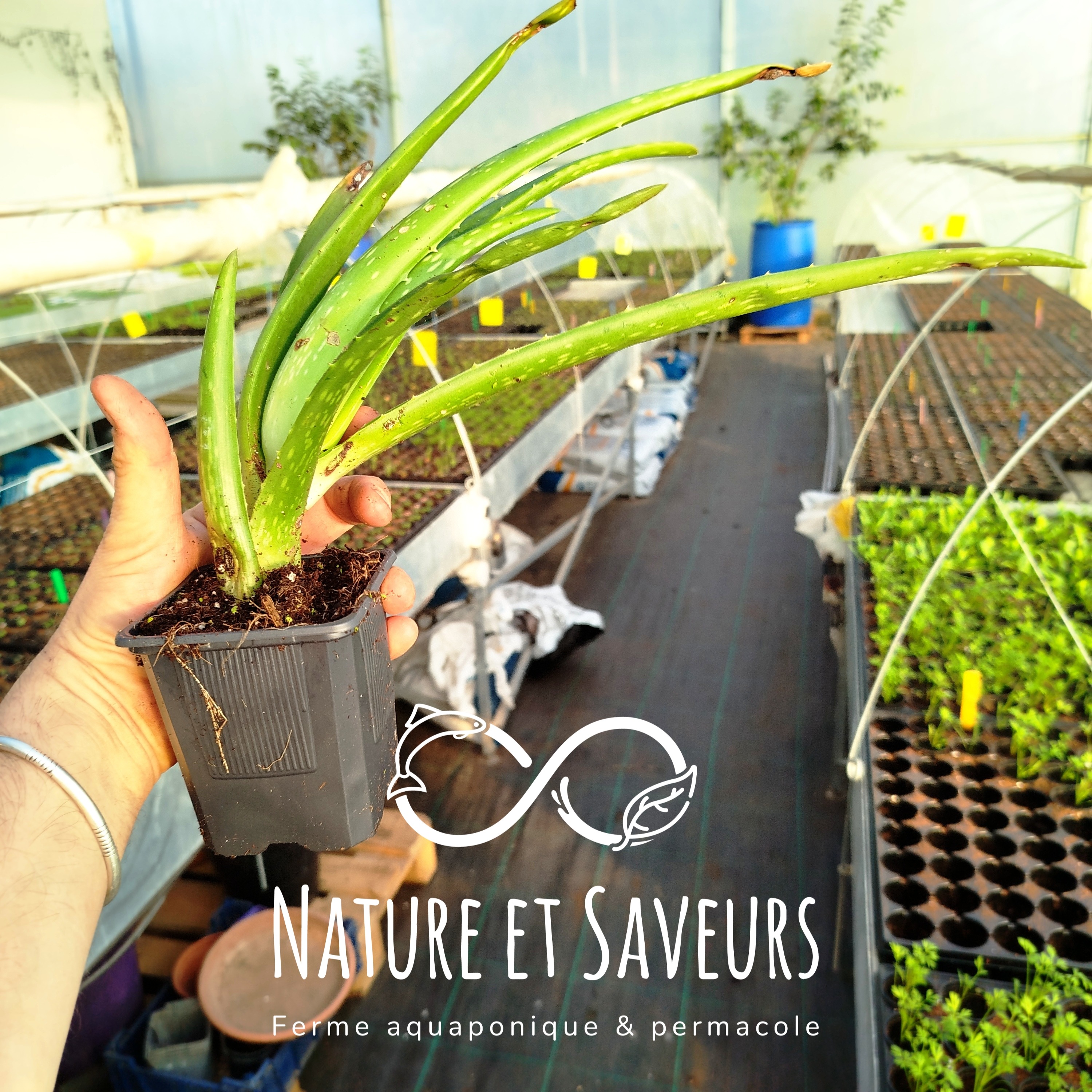 Aloe Vera en Pot - 400g