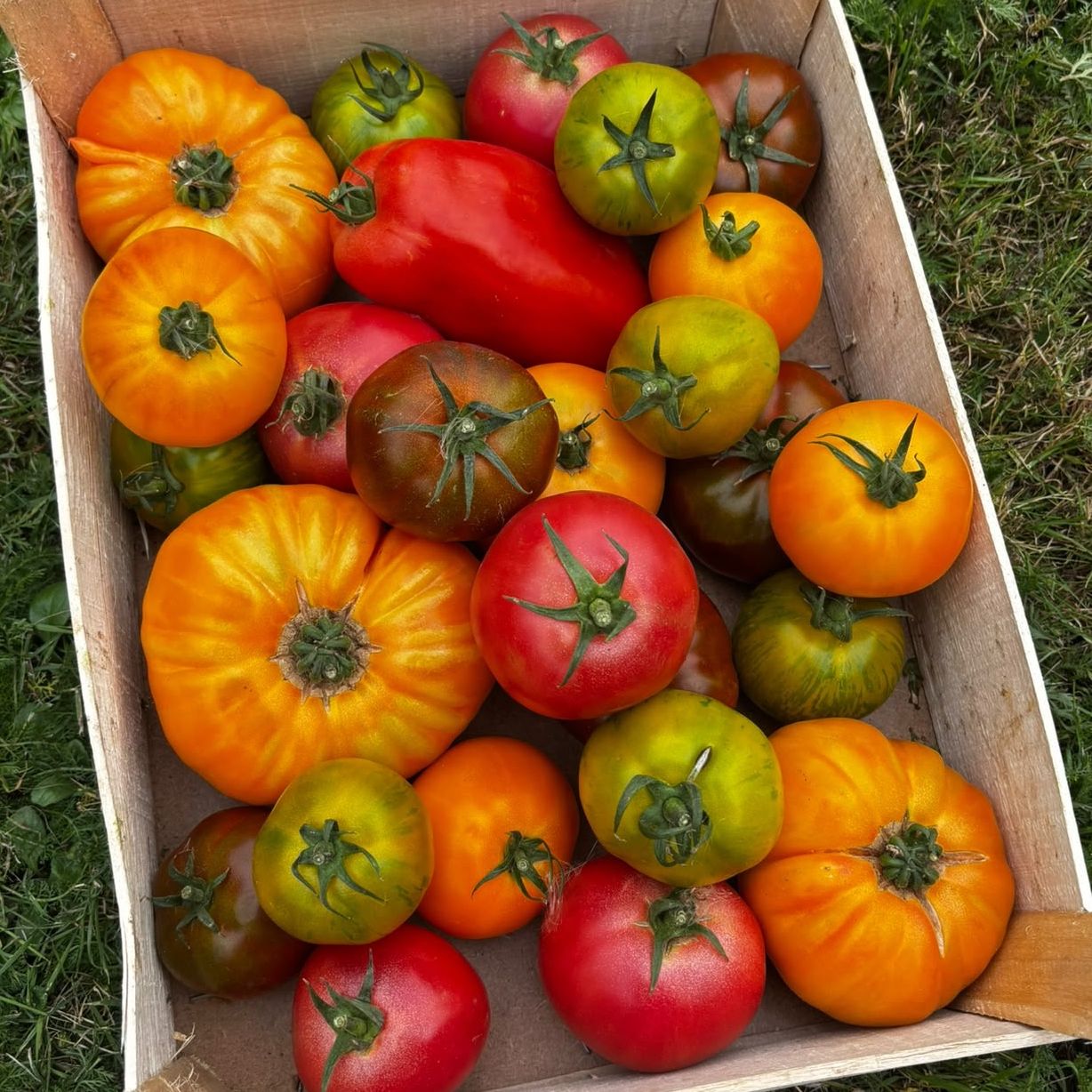 Tomates anciennes