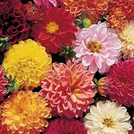 Dahlia 'Double Extrême' - godet 8 cm