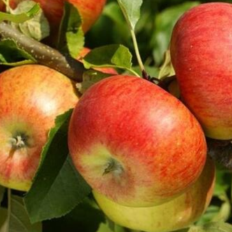 Pomme - 1000g