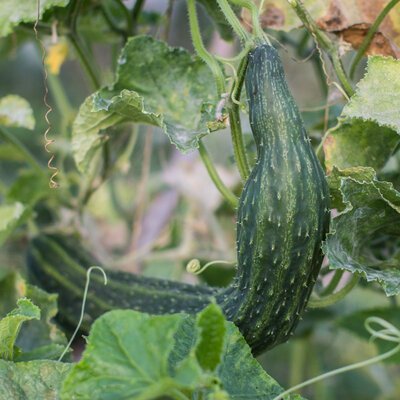 Plant de concombre - Soo Yoh Long